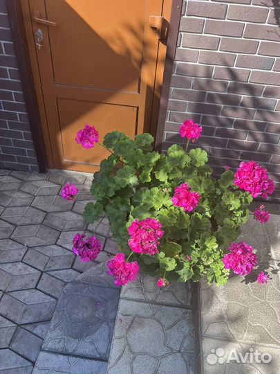 Пеларгония герань