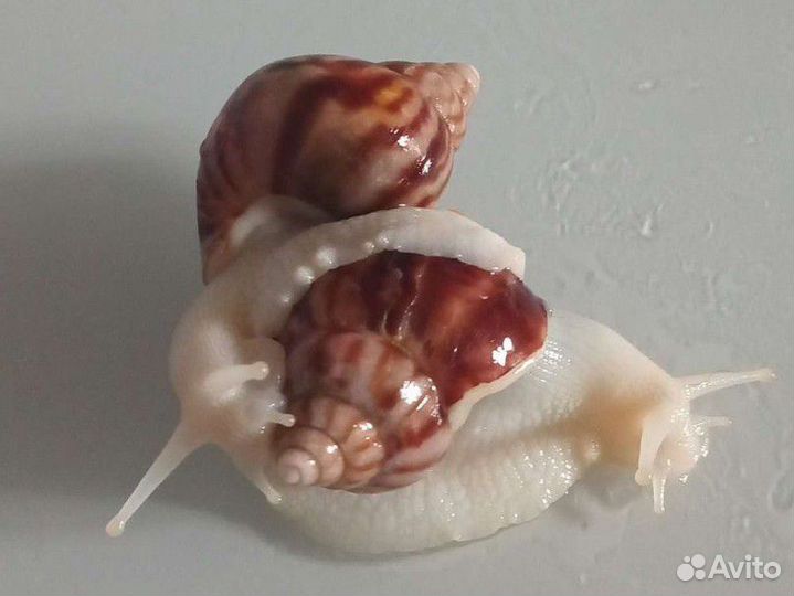 Улитка ахатина альбинос