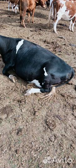 Карова стильный