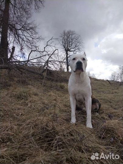 Вязка мальчик аст