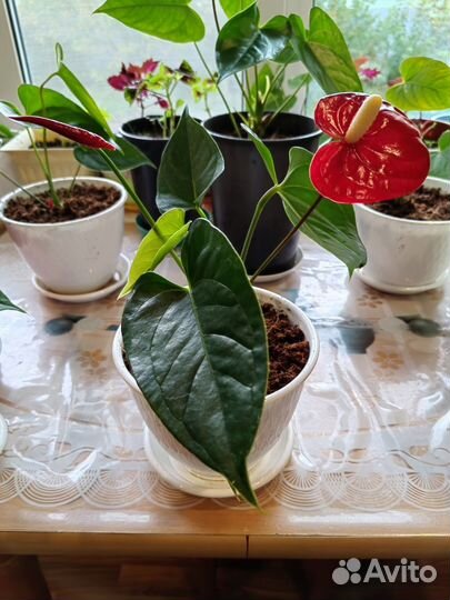 Комнатные цветы антуриум