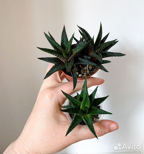 Суккуленты ч.1