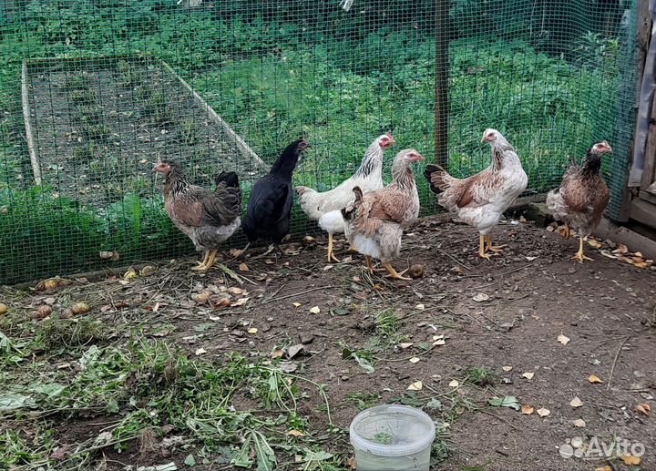 Куры молодки