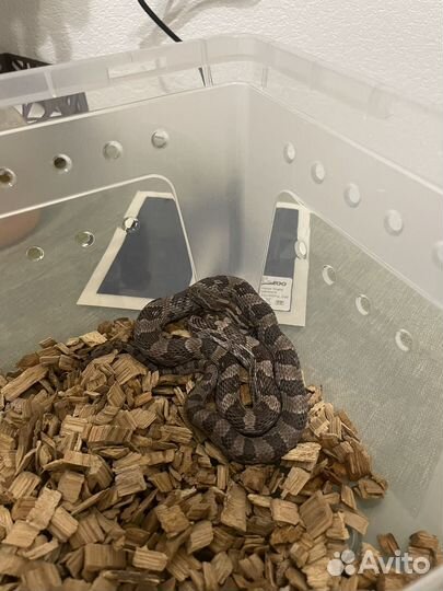 Змея Маисовый полоз