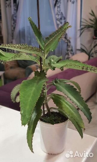 Каланхоэ лечебное