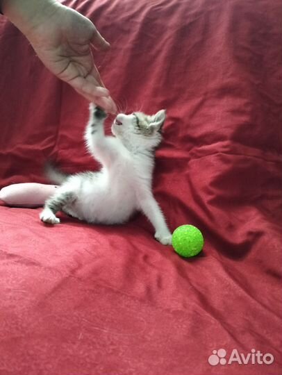 Очаровашка