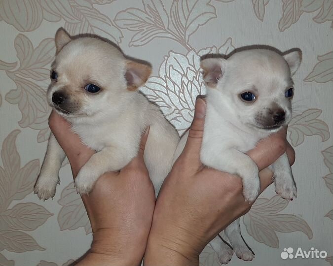 Чихуахуа щенки