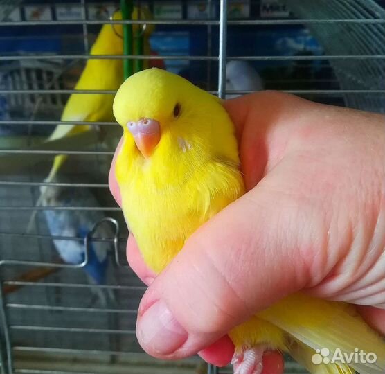 Малыши ввп(чех) разных окрасов самцы и радужные