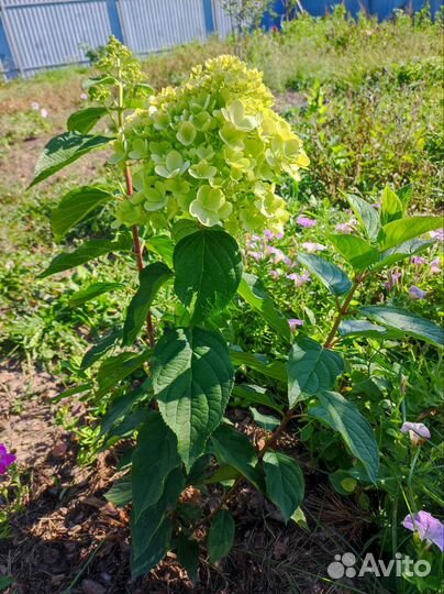 Гортензия метельчатая Лайм Лайт