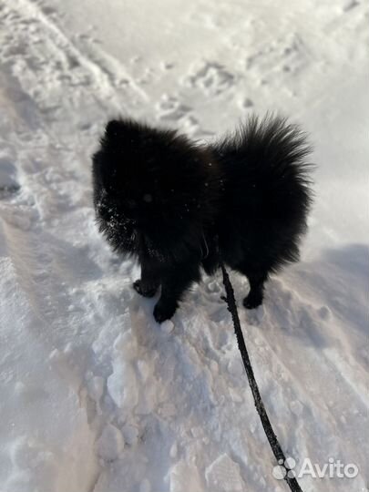 Померанский шпиц вязка