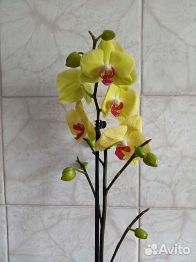 Орхидея бабочка Good Idea, Желтая восковая