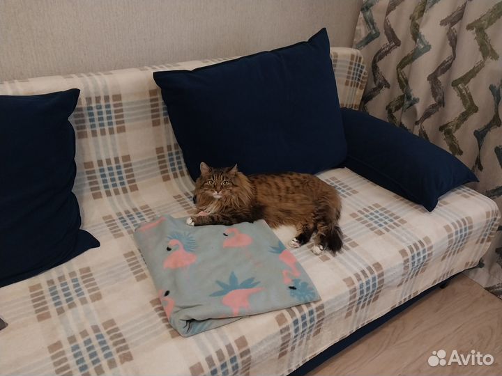 Лечебная кошка