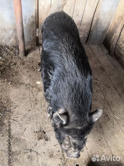 Вьетнамские свиньи, козлята