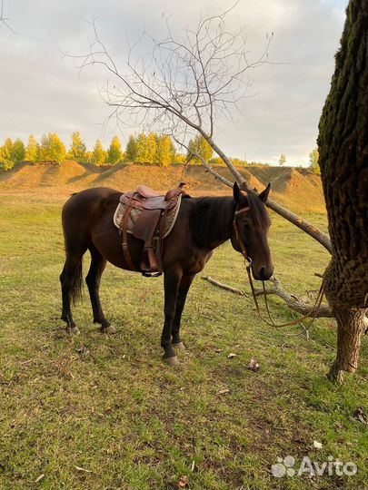 Лошади и пони