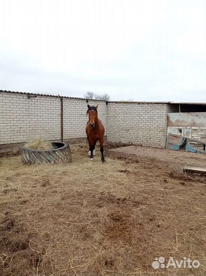 Жеребец полутяж