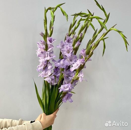 Гладиолусы / Букет / Доставка цветов