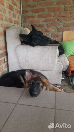 Немецкая овчарка