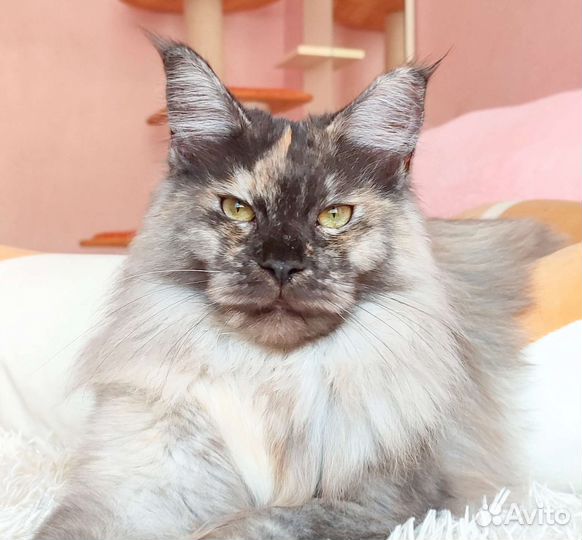 Мейн кун, дымная черепашка Варвара