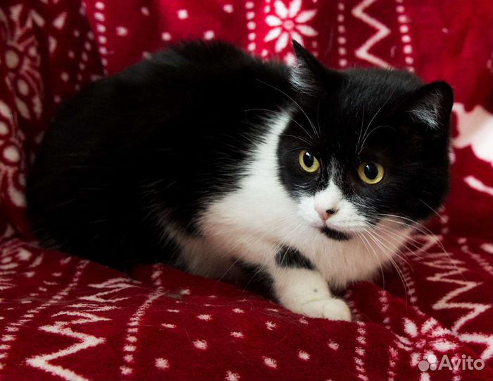 Большеглазая ласкушка ищет дом