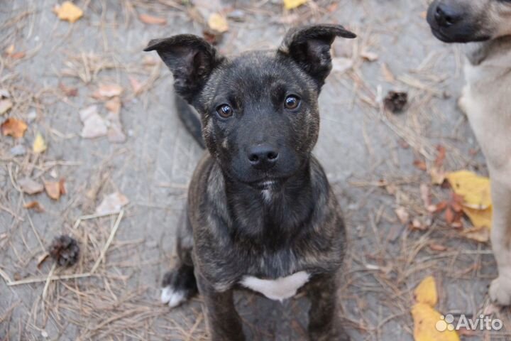 Мальчик 3,5м. В добрые руки