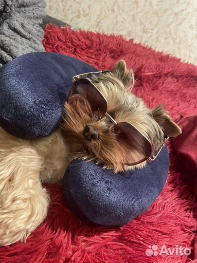 Йоркширский терьер вязка мальчик