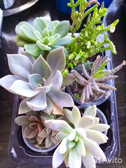 Суккуленты