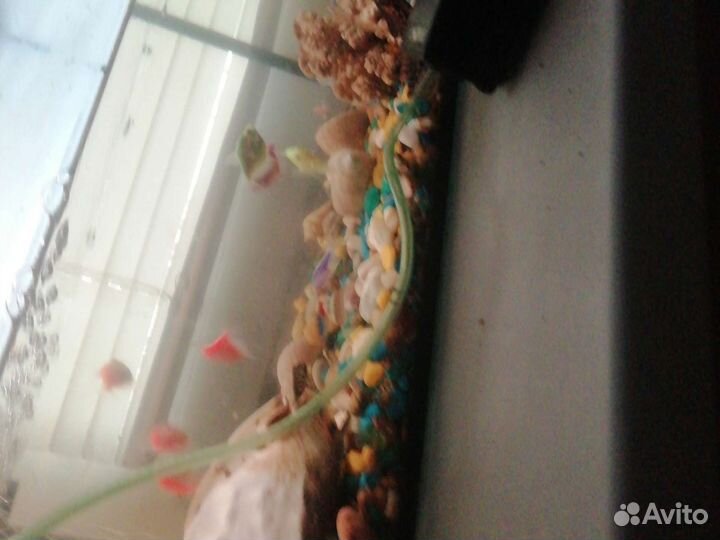 Аквариум с рыбками