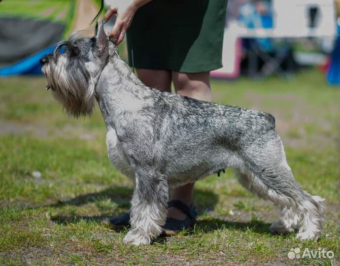 Щенки миттельшнауцера перец с солью