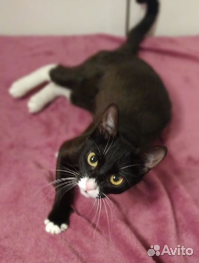 Кошечка молодая в добрые руки