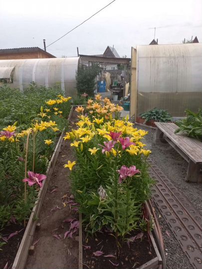 Дача 42 м² на участке 6 сот.