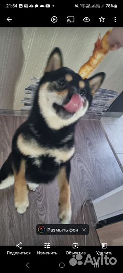 Вязка Сиба-Ину кобель