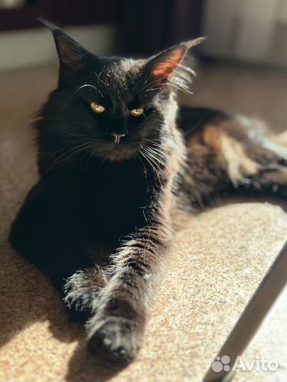 Мейн-кун вязка