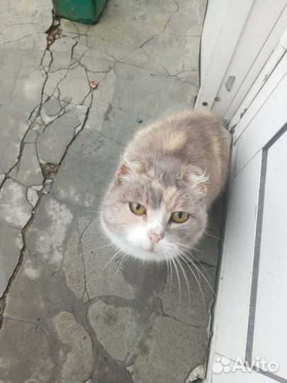 Спасите кошку