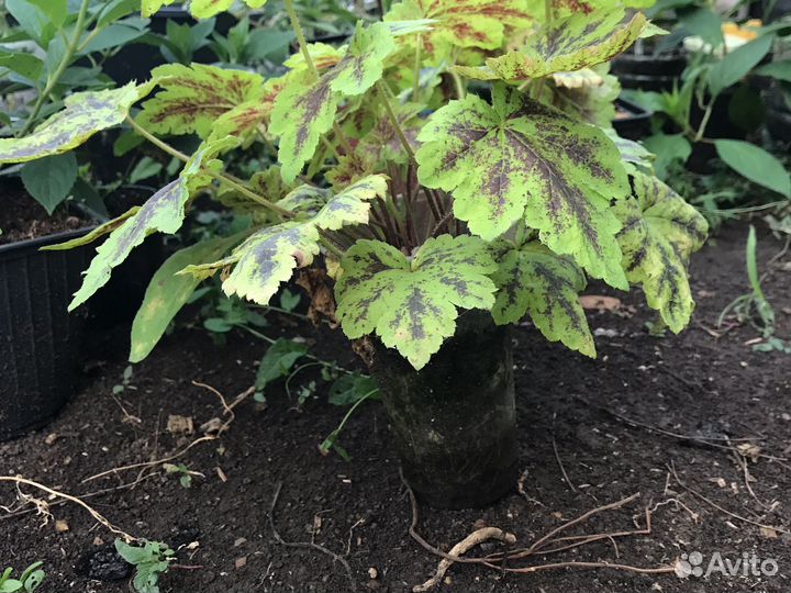 Растения для сада