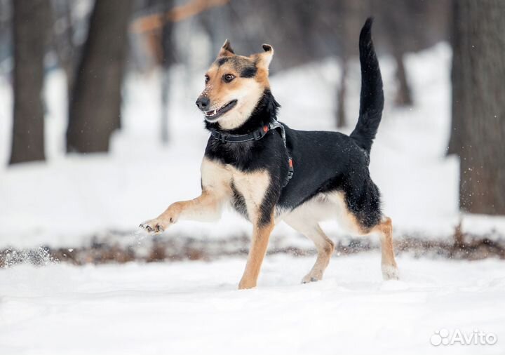 Небольшая собака ищет хозяина