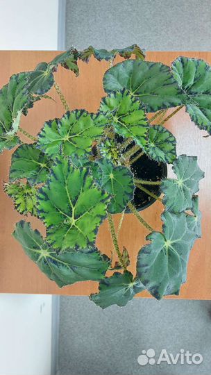 Бегония Бовера