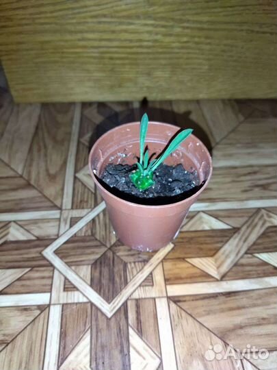 Эуфорбия juglans