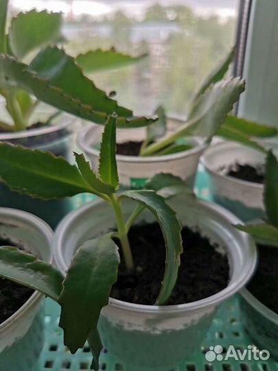 Каланхоэ лечебное. Каланхоэ - чихалочка