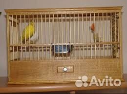 Поющие канарейки (самцы) и самки