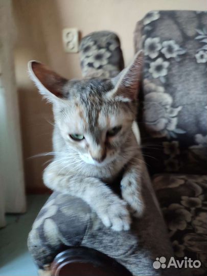 Кошка серенькая