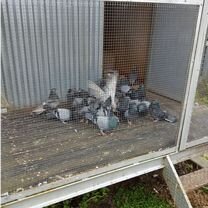 Николаевские голуби