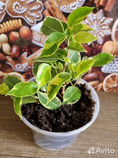 Фикус бенджамина