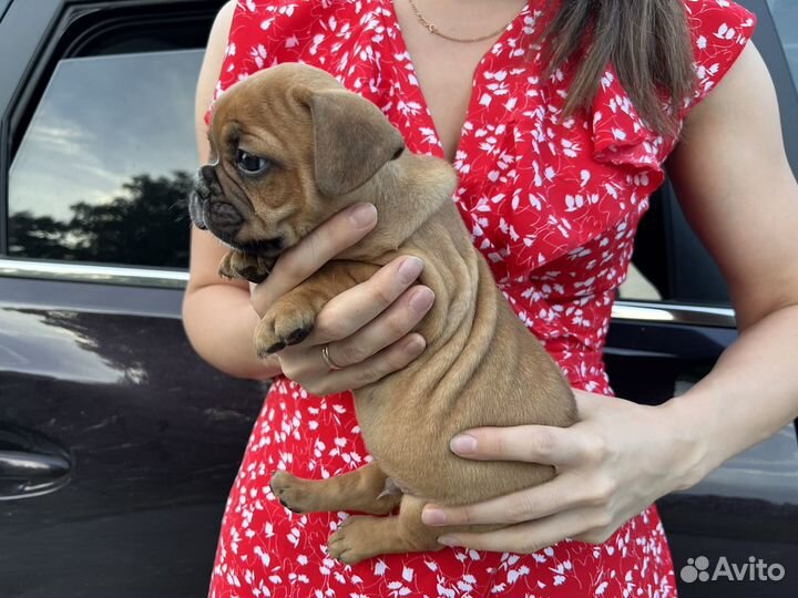 Французский бульдог щенки