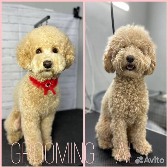 Услуги грумера