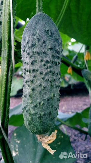 Семена Огурца 