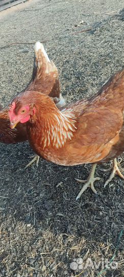 Куры молодки несушки