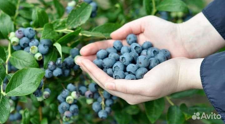 Саженцы Голубики Блюкроп