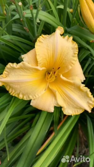 Многолетники для дачи