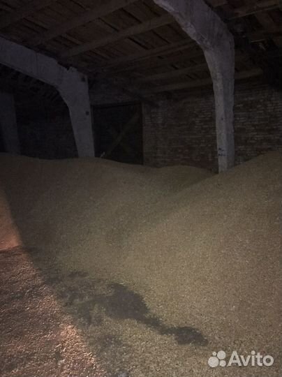 Зерно пшеница