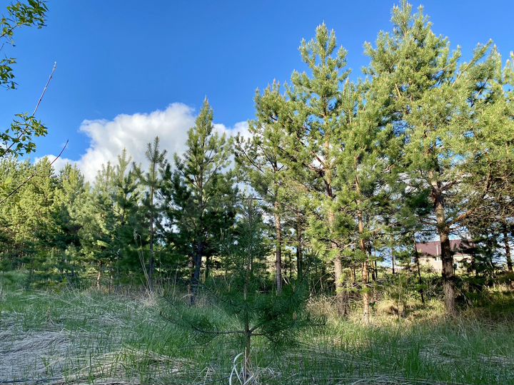 Участок 14,5 сот. (ИЖС)